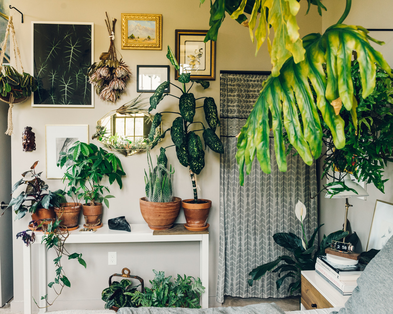 Plant For Corner Of Living Room