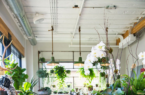 interior of plant shop