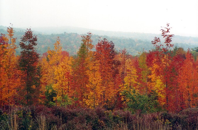 forest of trees with colorful fall leaves