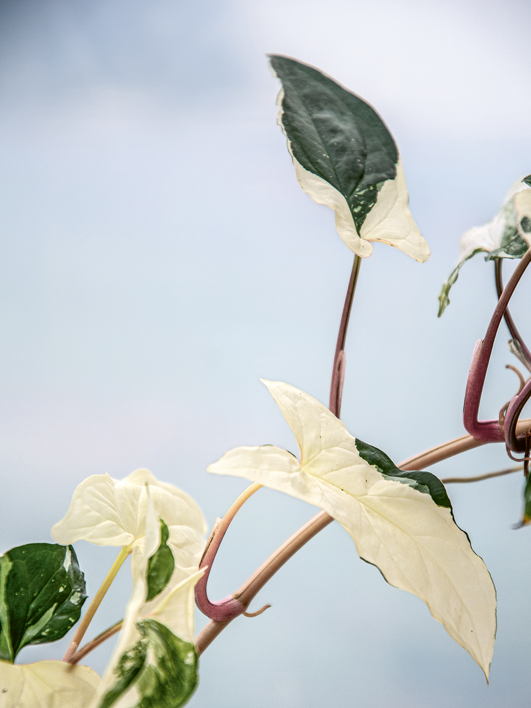 white and green plant leaf