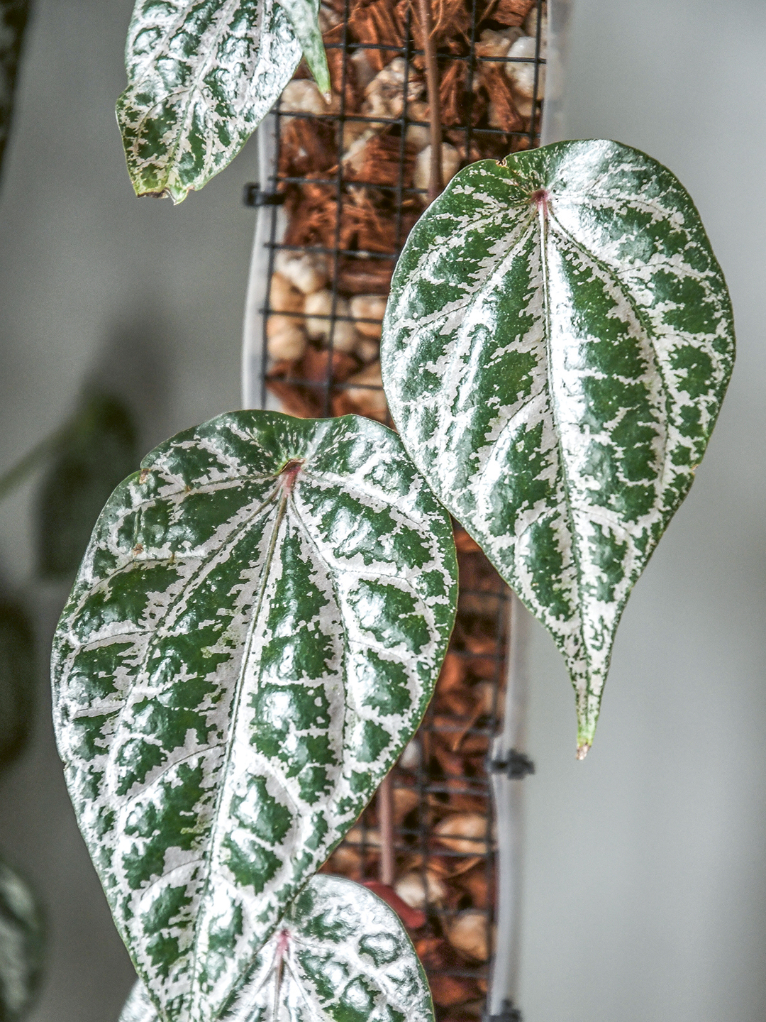 speckled white and green lives