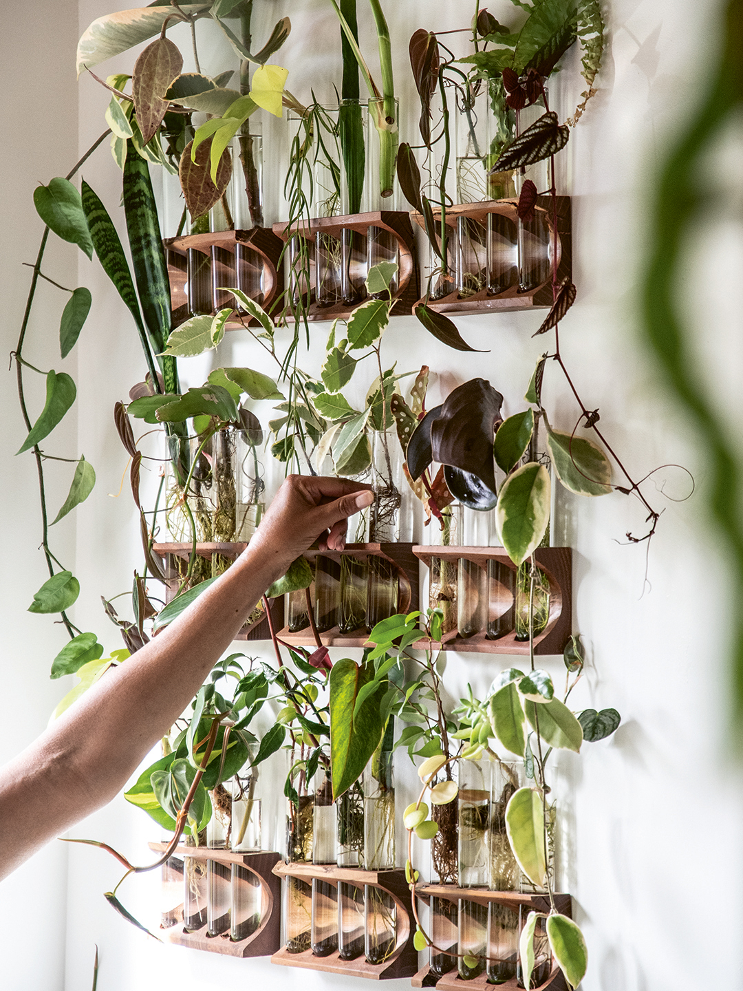 wall full of propagation jars