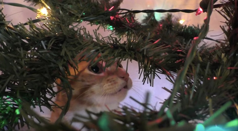 cats in christmas trees