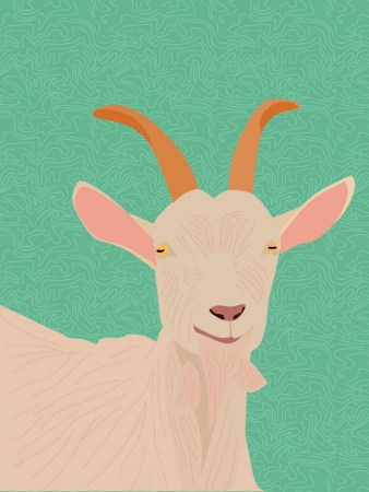 goat milk skincare