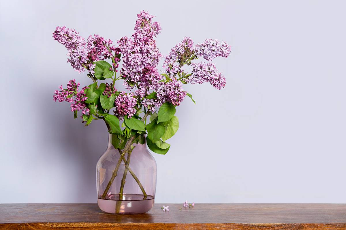 Flowers And Vases Purple Flowers