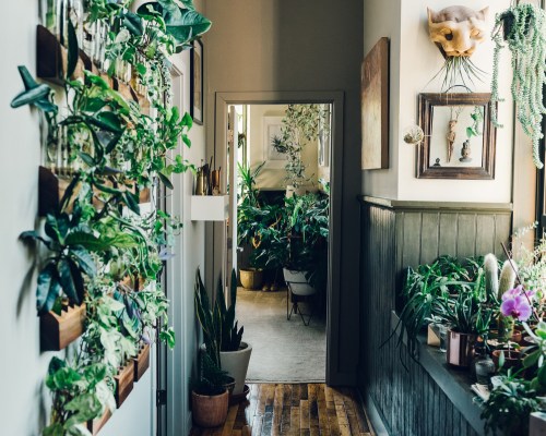 Expert Tips How To Care For House Plants Guide