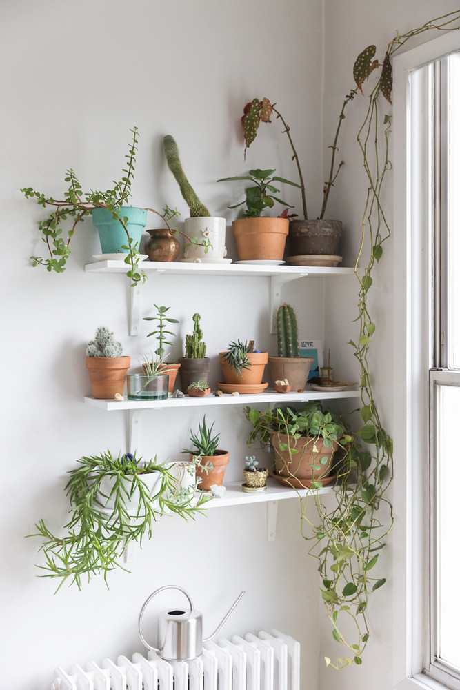 plant wall