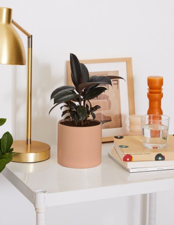 8 Houseplants Designers Currently Swear By