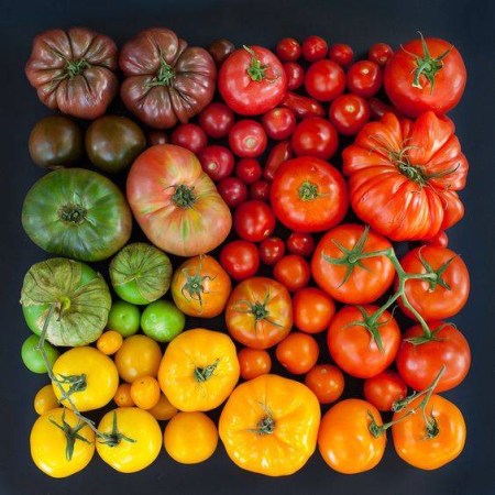 what to keep in the fridge heirloom tomatoes