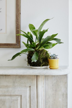 best houseplants the sill