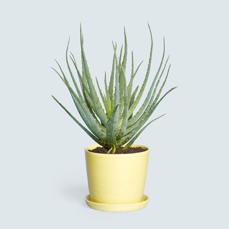 We Found The Coolest Indoor Planters And They’re All Under $100