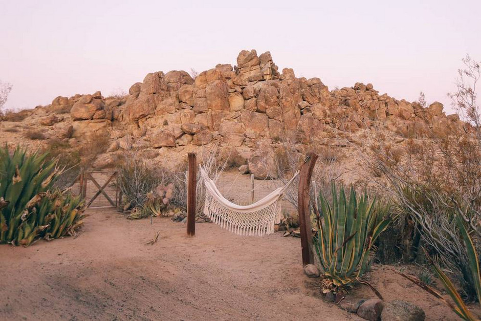 Joshua Tree at Sunset, California