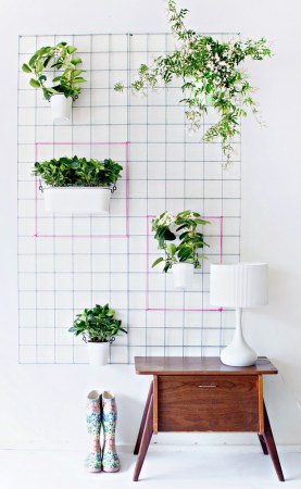 Unexpected Ways to Display Your Plants