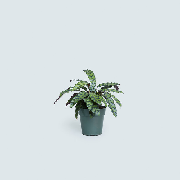 patterned plant decor