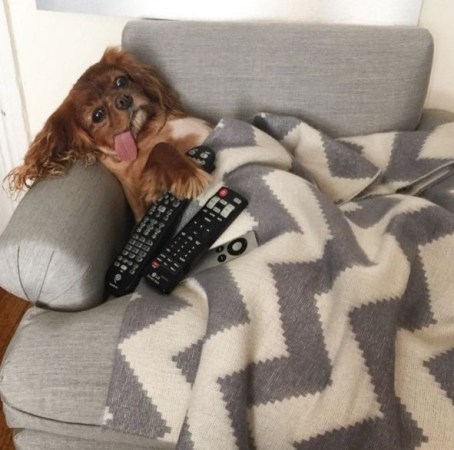 14 houses where the pets are in charge
