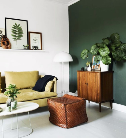 Houseplant Trends Calathea