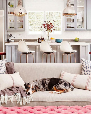 pet friendly rooms australian shepherd on ivory sofa