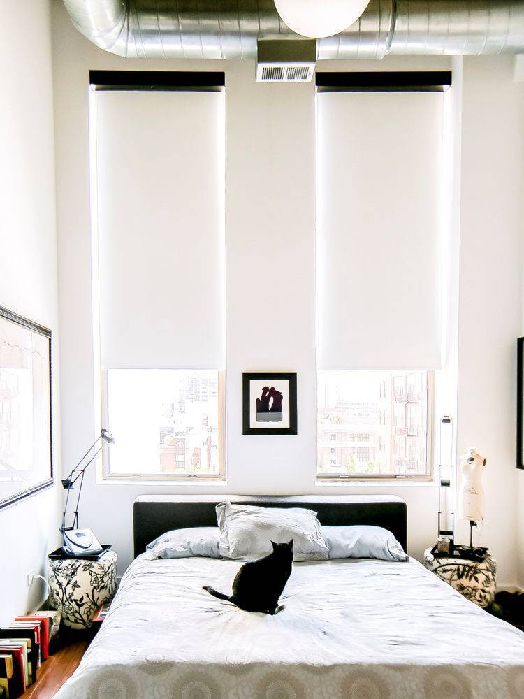 pet friendly rooms black cat on white bed with two windows