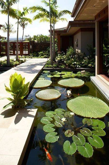 pet friendly rooms koi pond in contemporary back yard