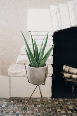 aloe vera uses aloe vera in stone planter by fireplace