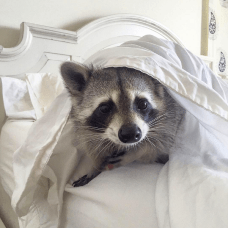 pumpkin the raccoon has a nicer house than you