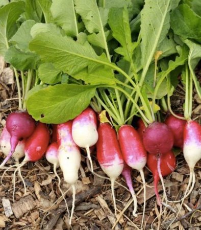 First Time Gardener Radishes