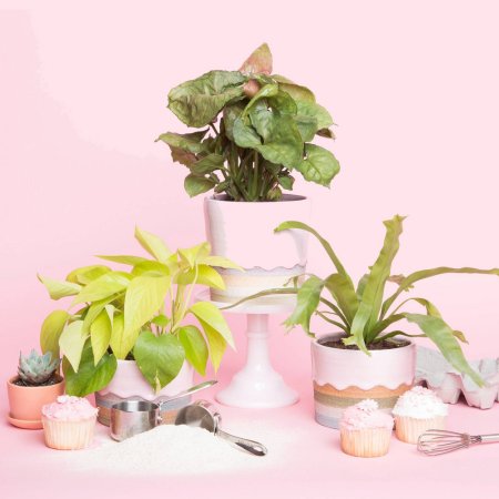 the-sill-pink-planters