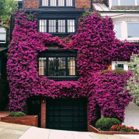 Flower Home Fuchsia Exterior