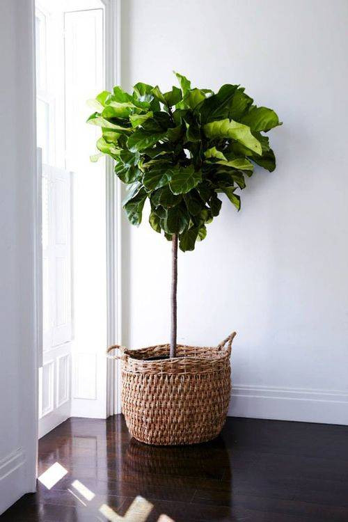 Storage Basket Ideas  basket fiddle leaf fig