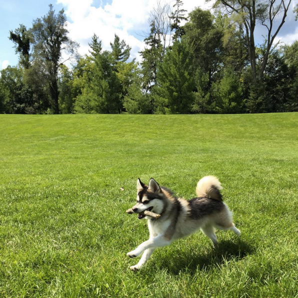 Fun Summer Friday Ideas dog running in park