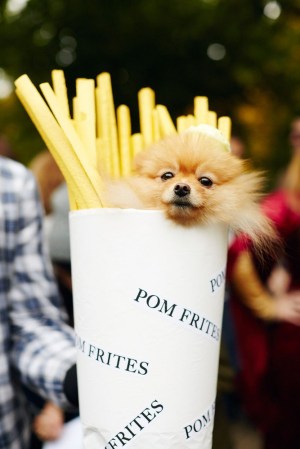 dogs in costume. DOGS IN COSTUME.