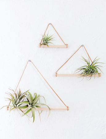 DIY air plant hangers