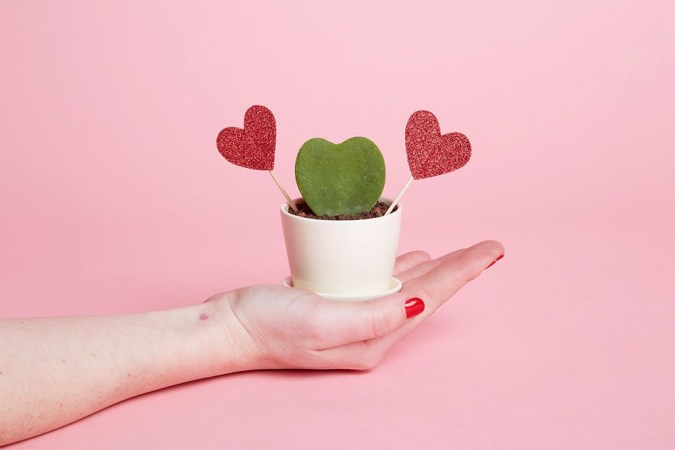 a heart-shaped cactus too cute to handle