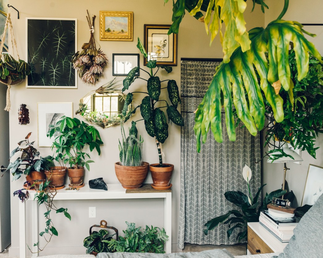 Corner Decoration Pieces - Indoor Plants For Living Room