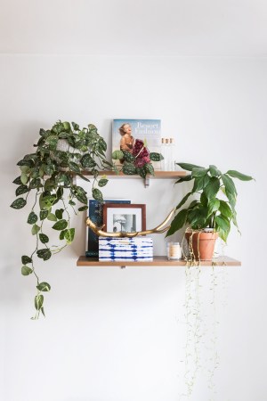 The Essential Houseplants Every Domino Reader Has in Their Home