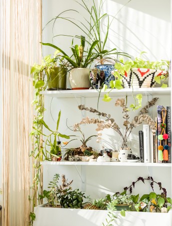 How to Make the Plant Wall of Your Dreams