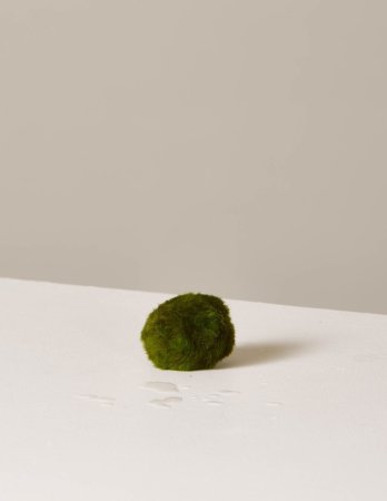 Everything You Need to Know About Marimo Moss Balls