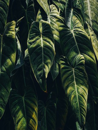 Is This the Next Monstera? How to Make This Tropical Plant Thrive