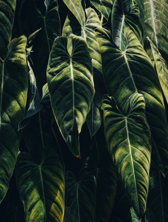 Is This the Next Monstera? How to Make This Tropical Plant Thrive