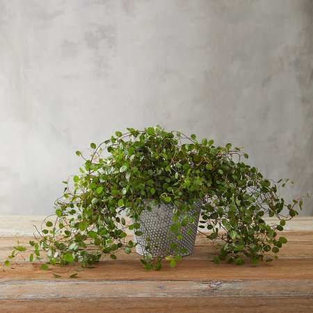  angel vine in a dot planter