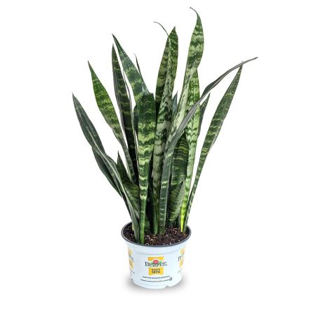  black coral snake plant