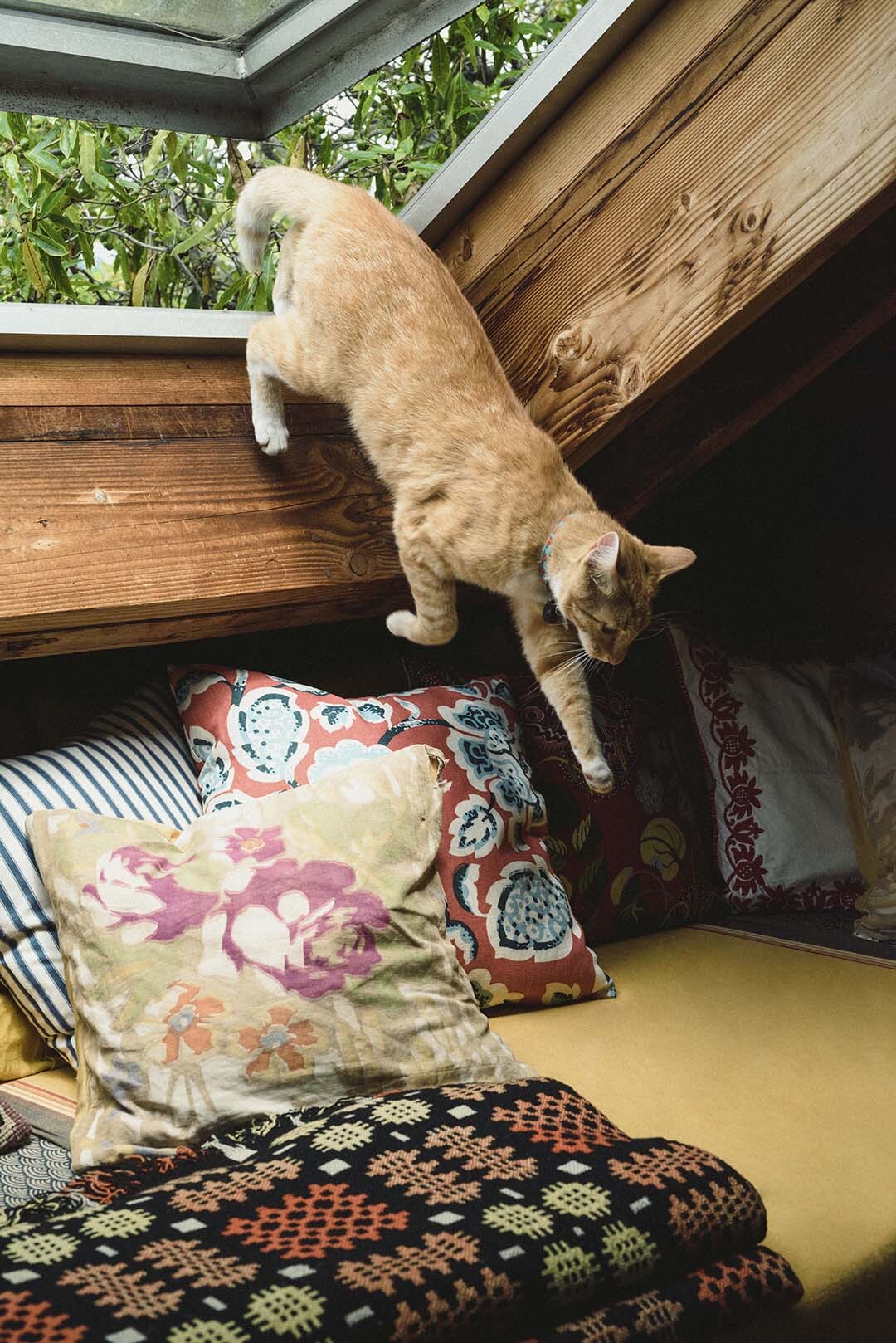 Cat climbing on to couch.