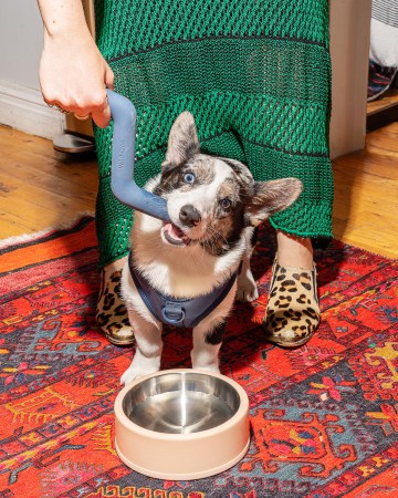 Are Dog Toys the Next Instagram Status Accessory?