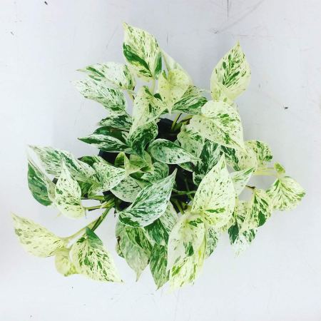  marble queen pothos plant