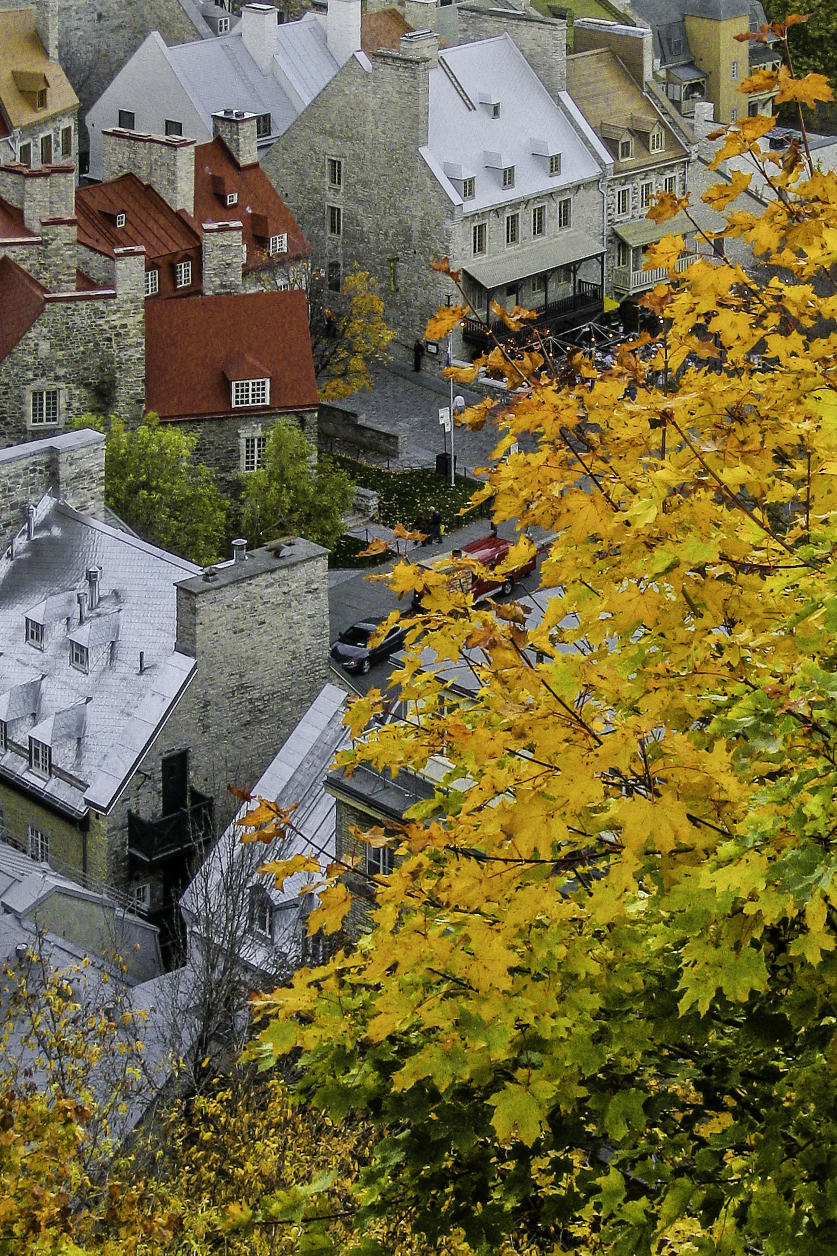 fall leaves overlooking a city