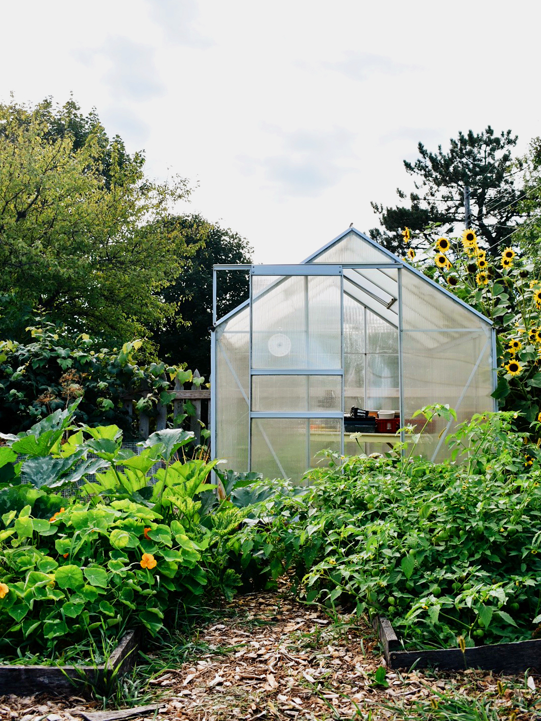 Backyard with garden beds and a greenhouse