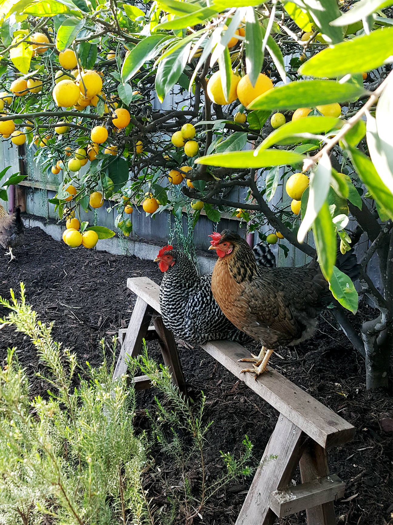 Chickens under a lemon tree