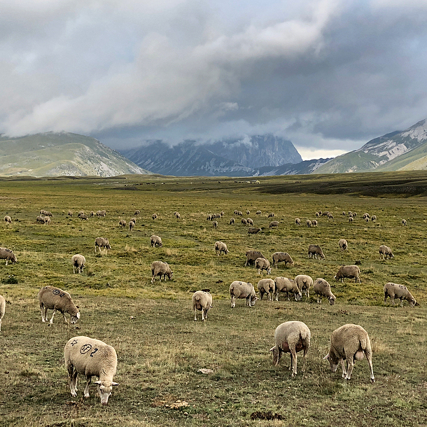 sheep grazing in a field