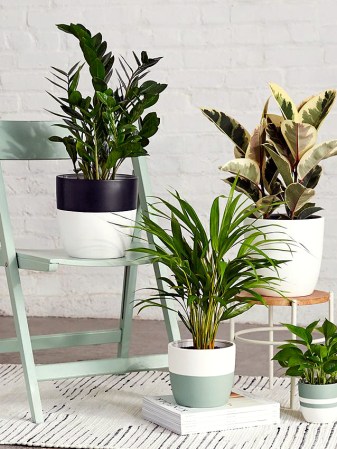 ZZ Plant on mint green chair