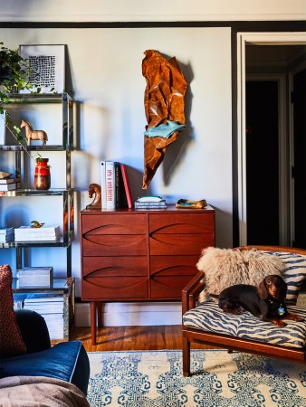 Mini Dachshund sitting in a zebra-printed chair